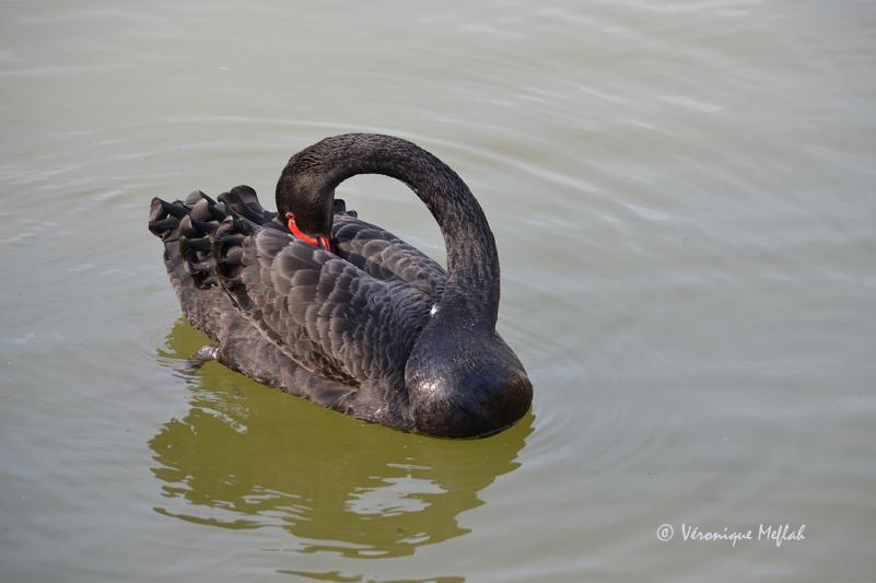Un couple de Cygnes noirs au parc Montsouris