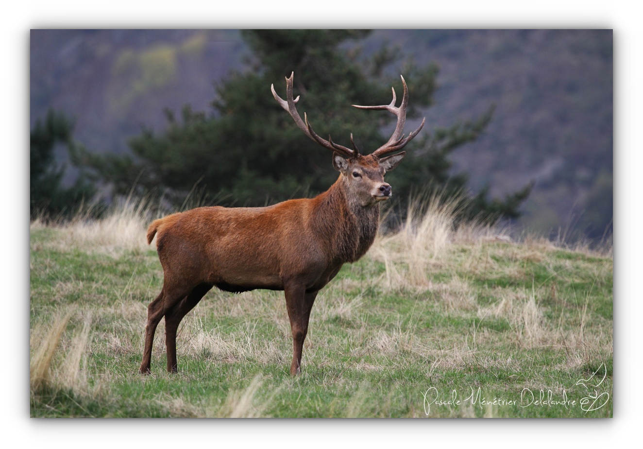 Le Roi des forêts
