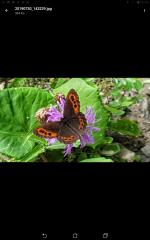 pointe d orciere et riondaz depuis le torchon