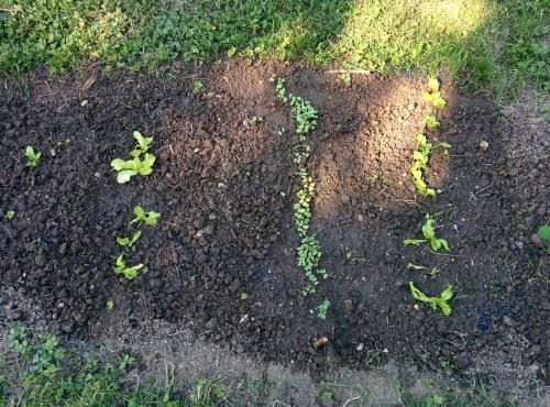 Notre potager 2015...