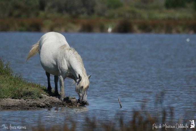 Cheval de Camargue... en Camargue