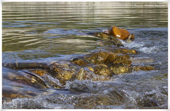 En eaux vives...