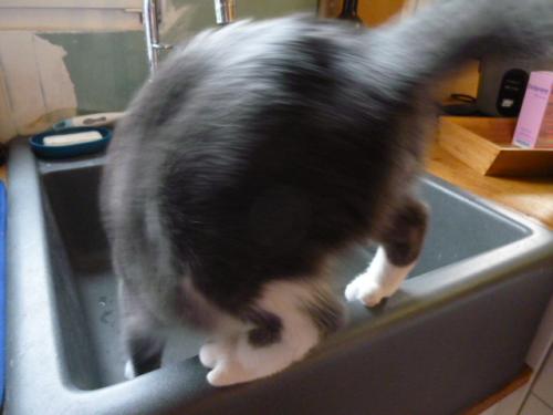 Quand je deviens nounou pour chaton