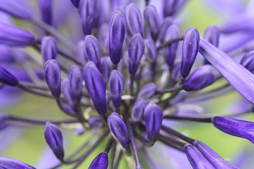 Bleu Agapanthe