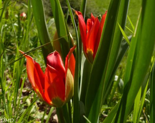 Tulipa agenensis - tulipe d'Agen - tulipe oeil de soleil