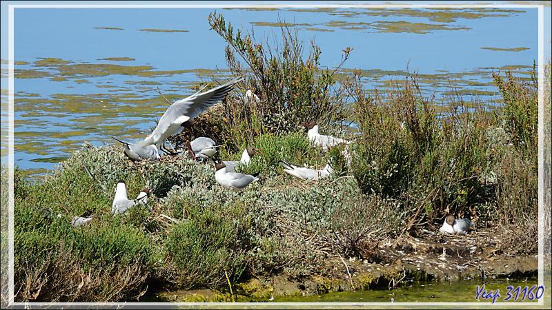 Ars-en-Ré : son clocher, ses marais, ses cormorans, ses nidifications de sternes pierregarins - Ile de Ré - 17