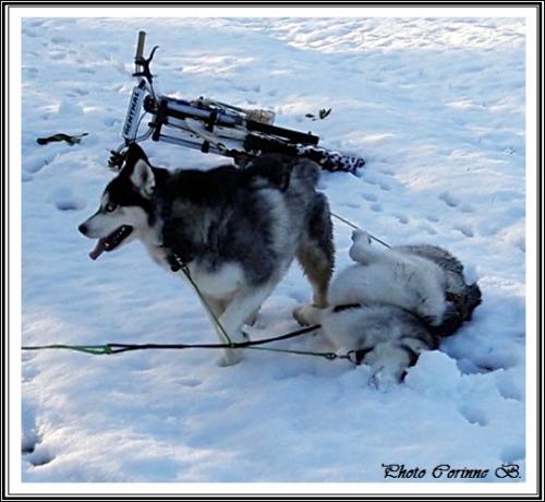Huskys dans la neige (janvier 2020)