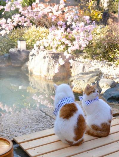 Chatons dans les fleurs