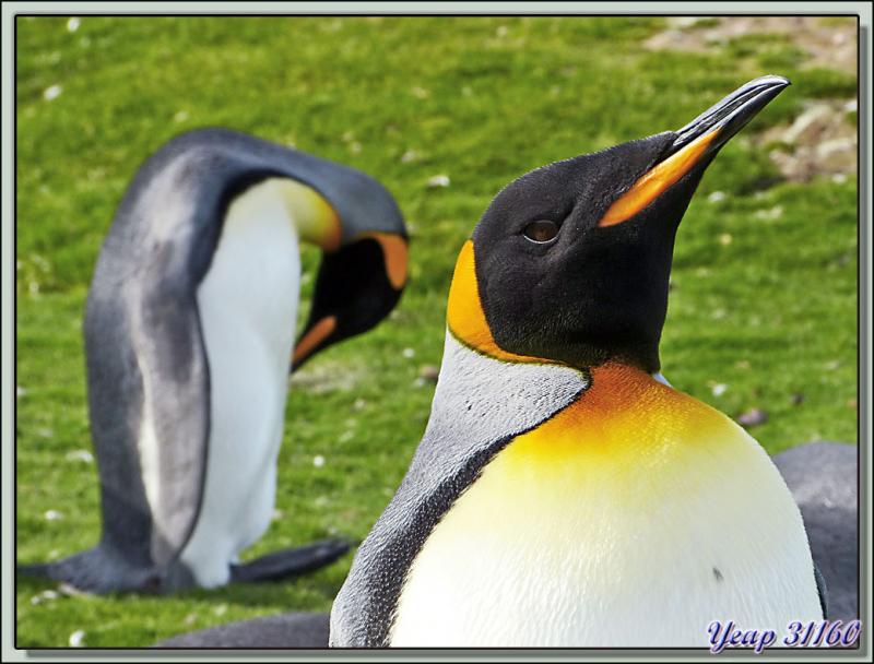 Dernier regard sur les Manchots Royaux avant de quitter Volunteer Point - Falkland Islands, Iles Malouines, Islas Malvinas