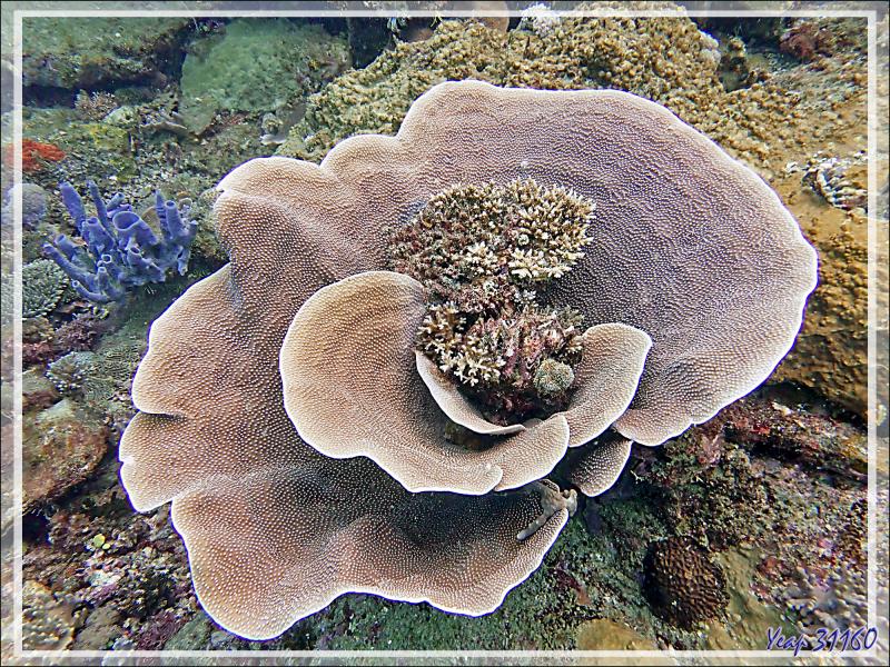 Possible Corail laitue, Lettuce coral (Turbinaria mesenterina) - Beangovo - Tsarabanjina - Mitsio - Madagascar