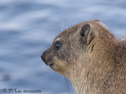 comment voit votre chien ou votre chat ?