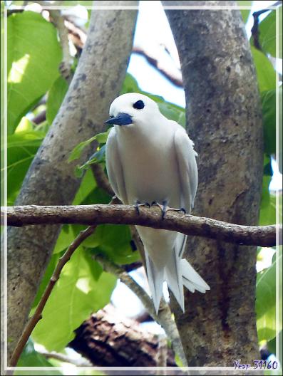 Gygis blanche ou Sterne blanche, White Tern (Gygis alba) - Ile aux oiseaux - Vers la passe sud Tumakohua (Tetamanu) - Atoll de Fakarava - Tuamotu - Polynésie française