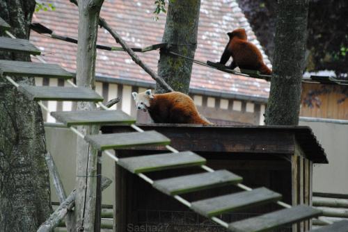 (10) Le Panda Roux.