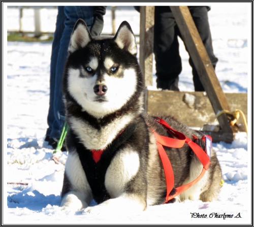 Huskys à la neige (20 décembre 2017)