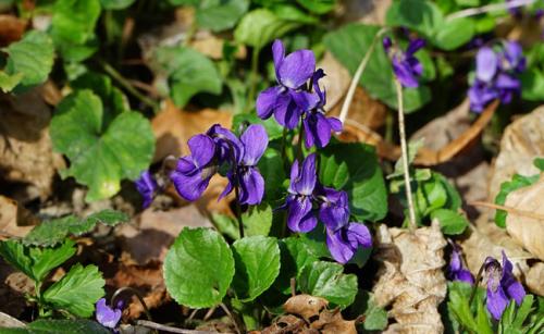 Fleurs cultivées ; Violette de Parme