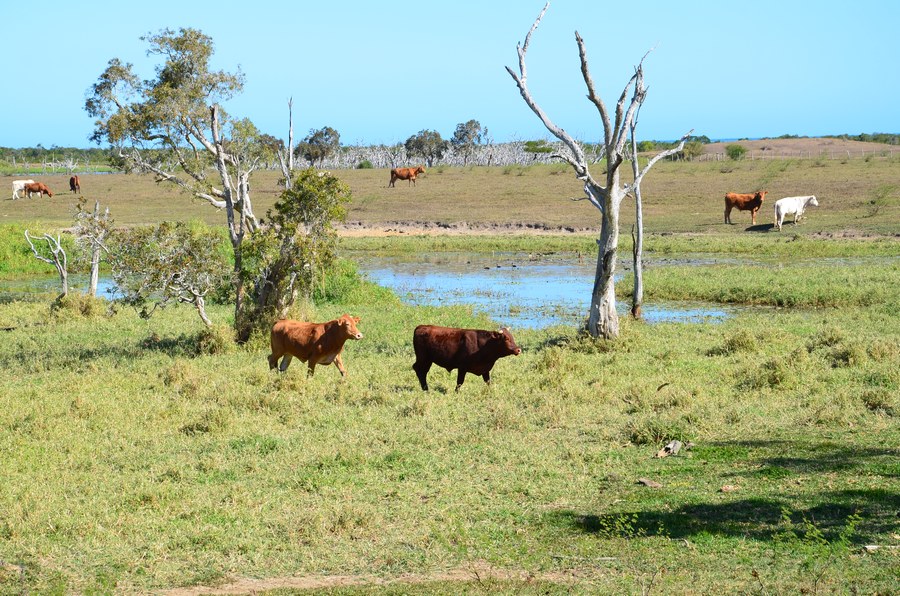 caledonie bourail schnoebelen