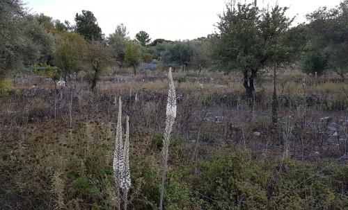 De MITIKA à MEGANISI