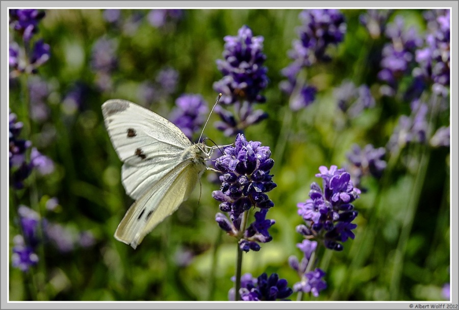 Et si on papillonnait?