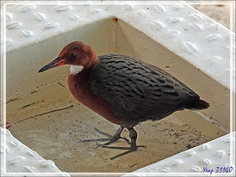Tous les matins, nous avons les visites des Râles de Cuvier (Dryolimnas cuvieri) et des Pigeons de Madagascar (Nesoenas picturatus) - Nosy Tsarabanjina - Archipel des Mitsio - Madagascar