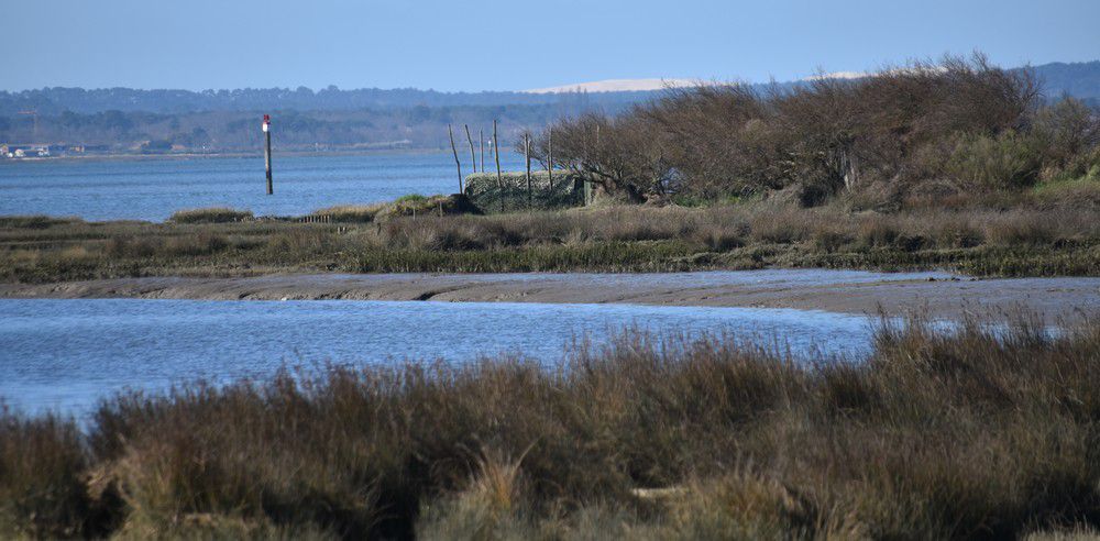 Friselis de Dune du Pilat, au Pyla...