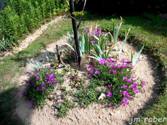 le petit tour du jardinier du matin (3)