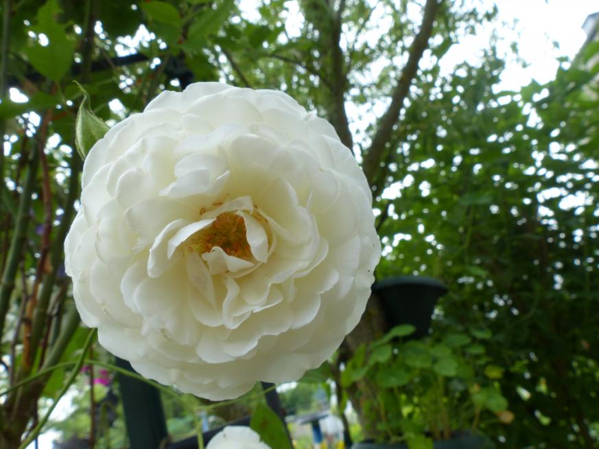 Voici des roses blanches et une rose rouge