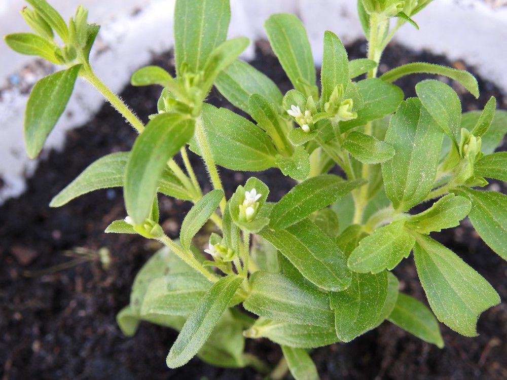 Des plantes étonnantes pour réveiller sa cuisine...