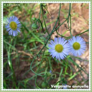 Vergerette annuelle-Erigeron annuus