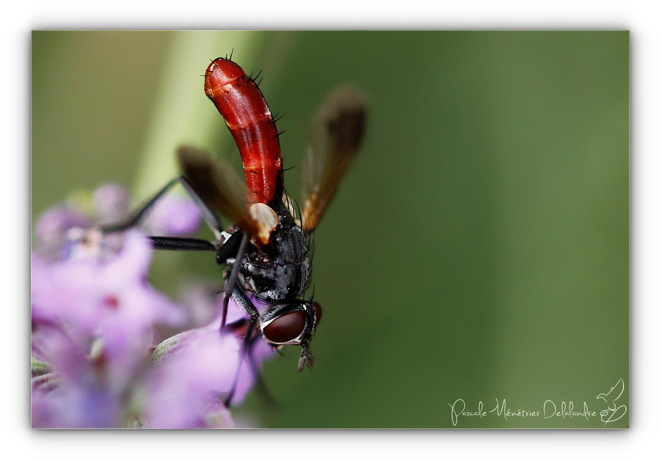 Cylindromyia bicolor