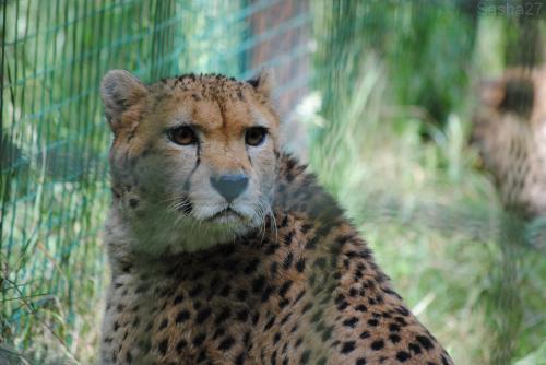 (8) Le guépard du Nord.