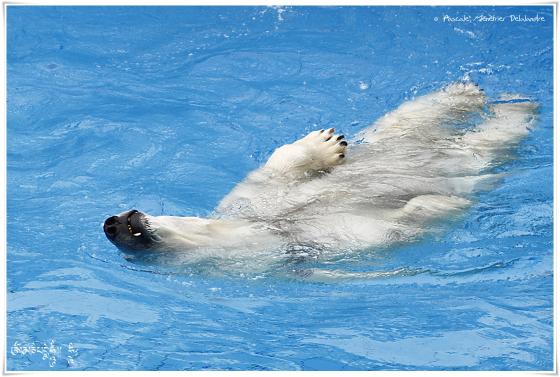 L'ours blanc (Ursus maritimus) ou ours polaire