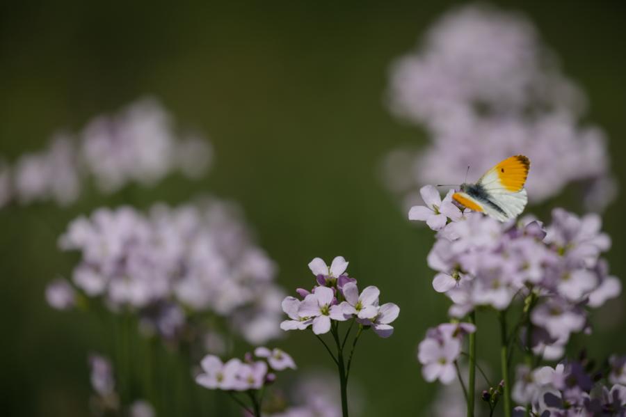 papillon - Aurore