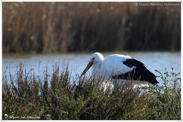 Cigogne blanche