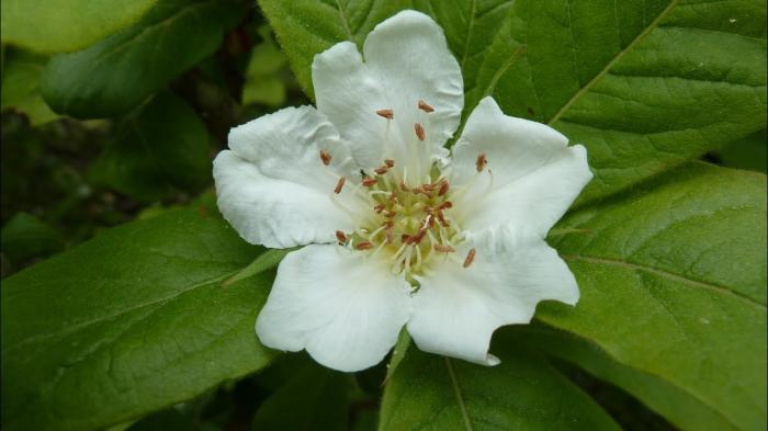 Arbre fruitier : Néflier