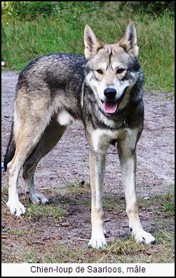 Loups de Pologne (Canis lupus lupus)