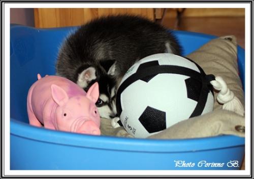 Les jouets de vos Huskys (26 avril 2014)