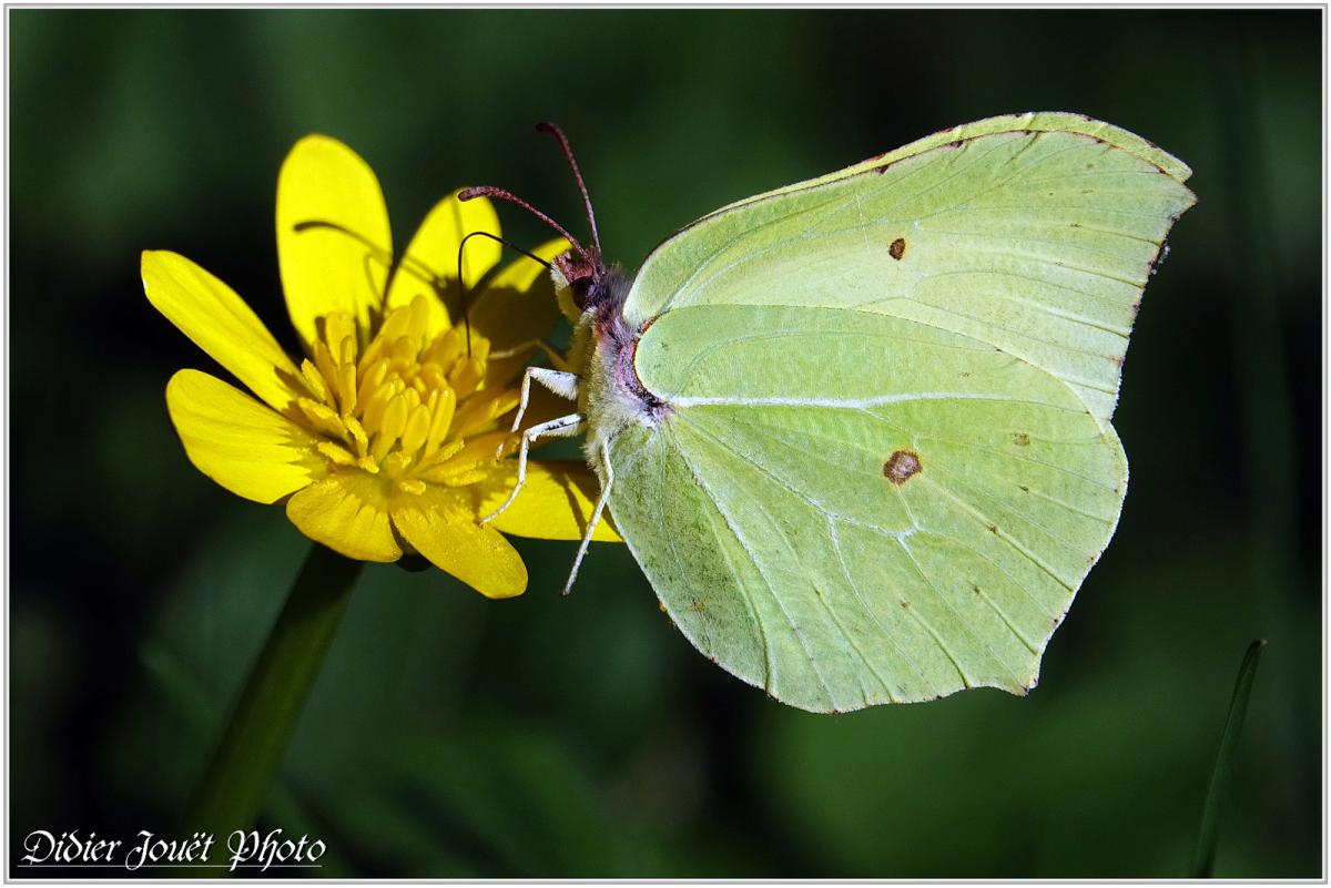 Citron (5) - Gonepteryx rhamni