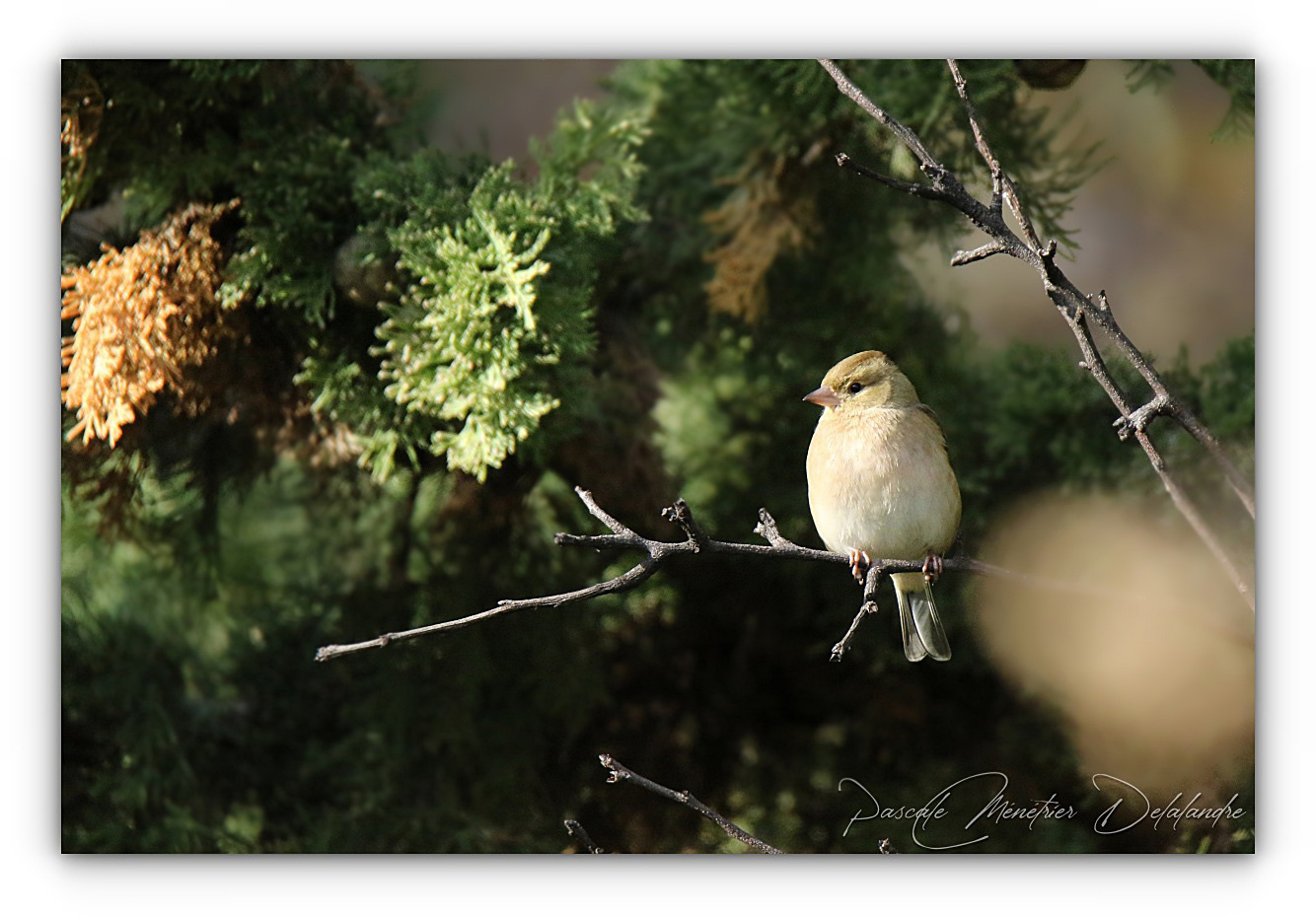 Bien à sa place... dans les arbres.