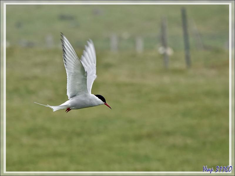 07/06/2023 : nous nous dirigeons vers le Blue Lagoon tout en faisant de la géologie, de la botanique ou de l'ornithologie lorsque l'occasion se présente - Péninsule de Reykjanes - Islande