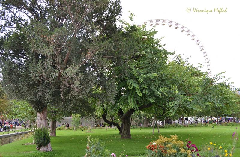  Le Jardin des Tuileries, 1er arrondissement