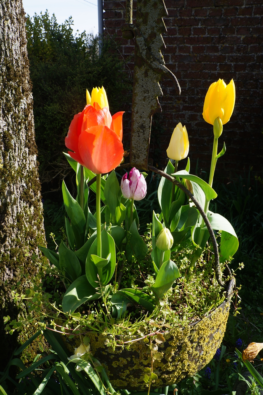 «La fête à la tulipe»