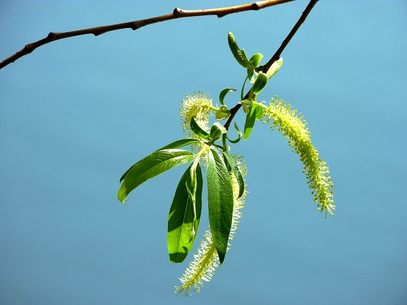 Metz / Un printemps Ying et Yang...