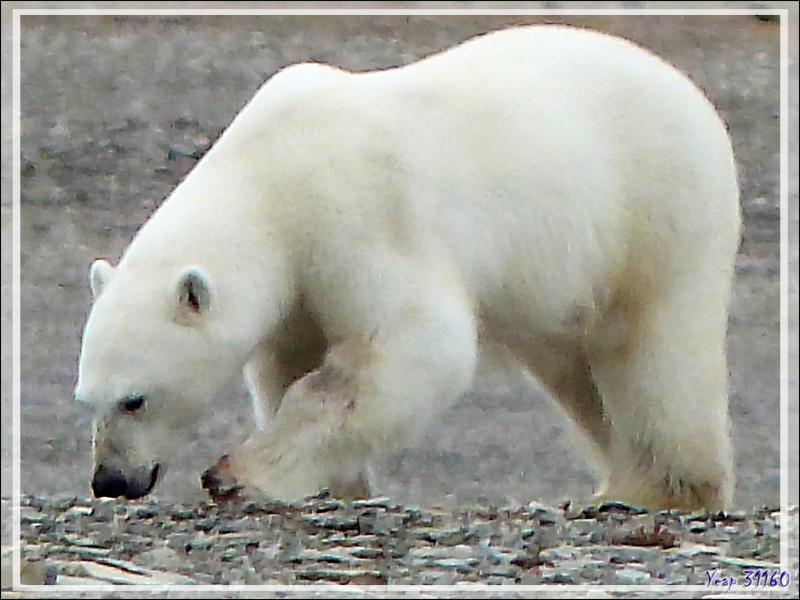 Quelques gros plans de l'ours blanc avant qu'il ne s'éloigne avec son repas dans la gueule (Polar bear) - Creswell Bay - Somerset Island - Nunavut - Canada