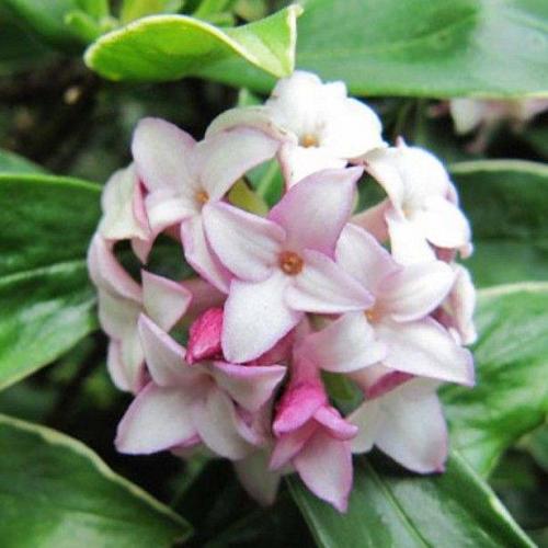 Fleur cultivée : Daphné