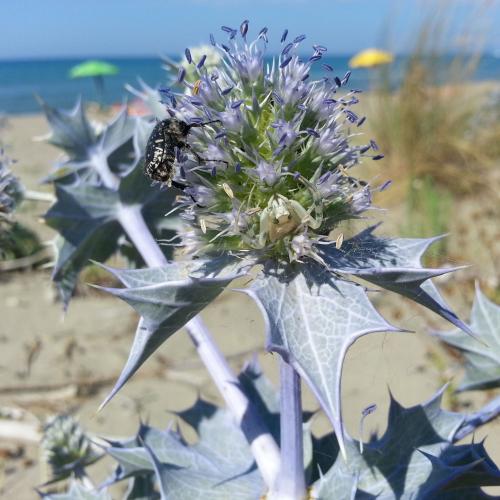 Fleurs cultivées : Panicaut