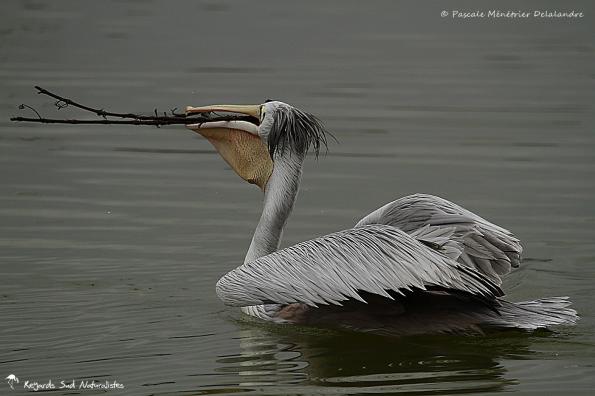 Pélican gris (ou Pélican à dos rosé)