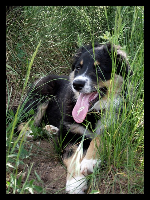 Tranches de vie d'un Australian Shepherd