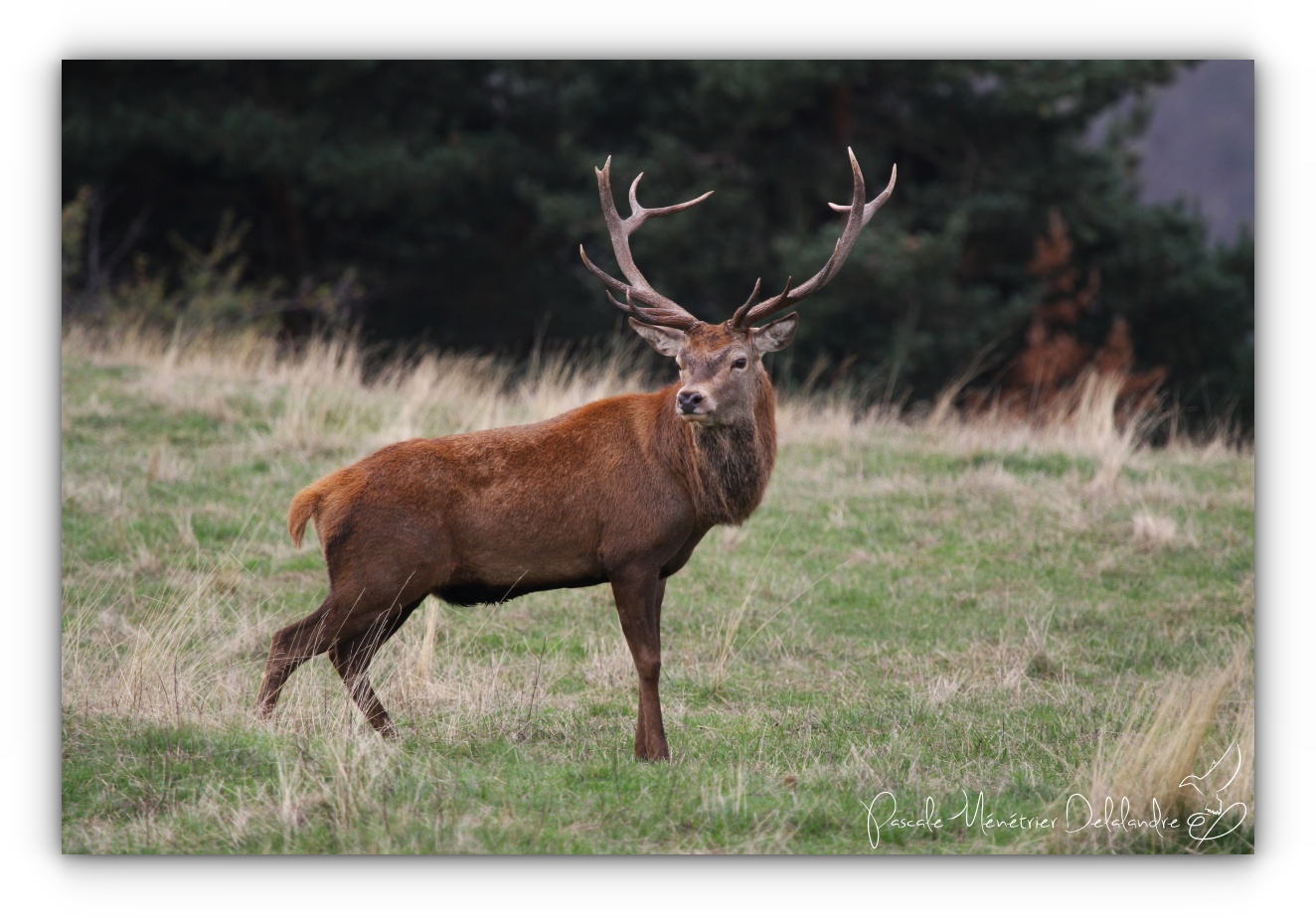 Le Roi des forêts