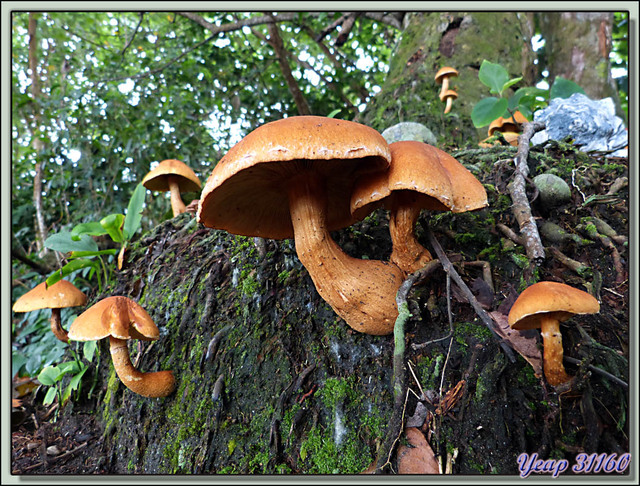 Blog de images-du-pays-des-ours : Images du Pays des Ours (et d'ailleurs ...), Bons ou pas bons??? - Parque Nacional Cahuita - Puerto Viejo de Talamanca - Costa Rica