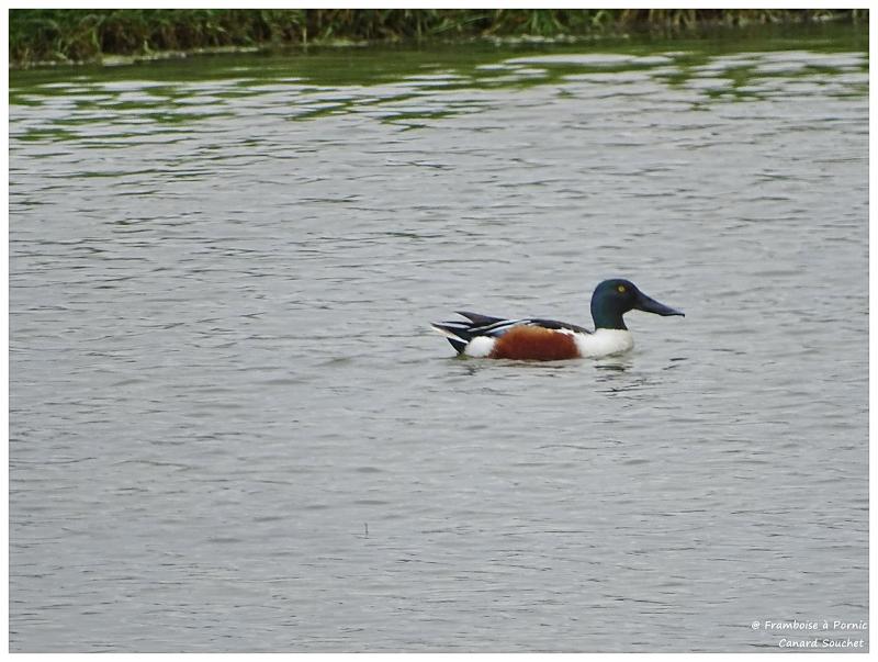 Canard souchet 